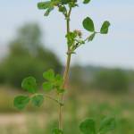 Fotografia 9 da espécie Medicago arabica do Jardim Botânico UTAD