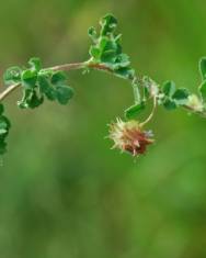 Fotografia da espécie Medicago rigidula