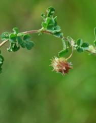 Medicago rigidula