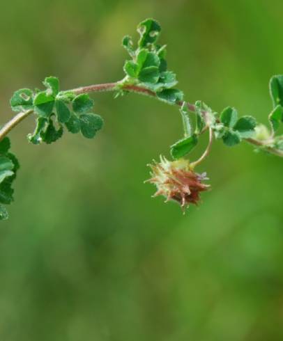 Fotografia de capa Medicago rigidula - do Jardim Botânico