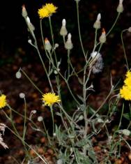 Fotografia da espécie Crepis foetida subesp. foetida