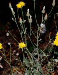 Crepis foetida subesp. foetida