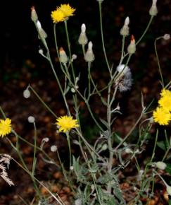 Fotografia da espécie Crepis foetida