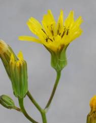 Crepis pulchra