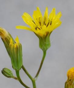 Fotografia da espécie Crepis pulchra