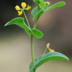 Fotografia 17 da espécie Coronilla scorpioides do Jardim Botânico UTAD