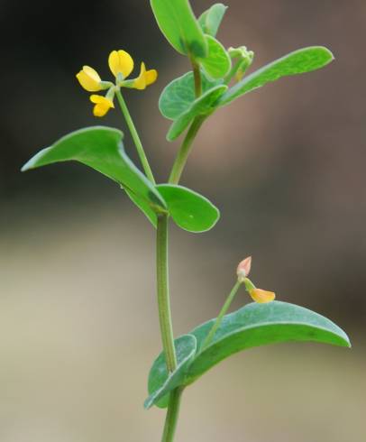 Fotografia de capa Coronilla scorpioides - do Jardim Botânico