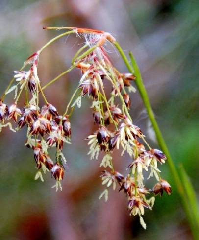 Fotografia de capa Luzula forsteri - do Jardim Botânico