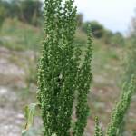 Fotografia 6 da espécie Chenopodium urbicum do Jardim Botânico UTAD