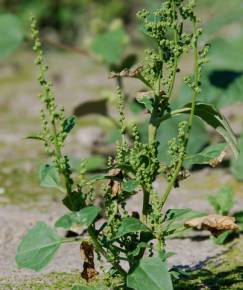 Fotografia da espécie Chenopodium urbicum