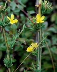 Fotografia da espécie Lactuca viminea subesp. viminea