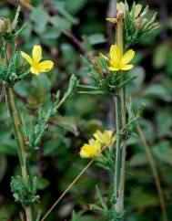 Lactuca viminea subesp. viminea