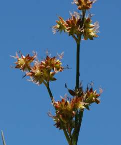 Fotografia da espécie Juncus fontanesii