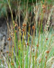 Fotografia da espécie Juncus conglomeratus