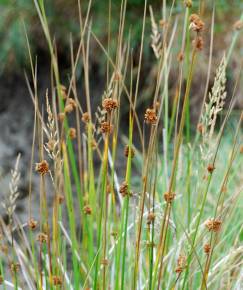 Fotografia da espécie Juncus conglomeratus