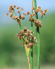 Fotografia da espécie Juncus subnodulosus