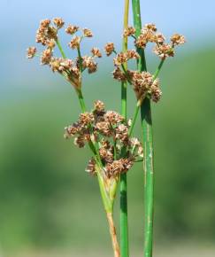 Fotografia da espécie Juncus subnodulosus