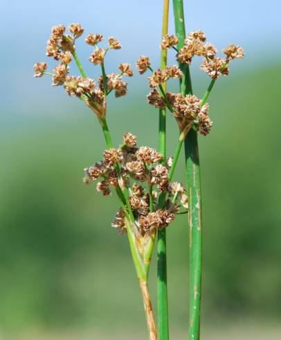 Fotografia de capa Juncus subnodulosus - do Jardim Botânico