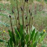 Fotografia 9 da espécie Plantago lanceolata do Jardim Botânico UTAD