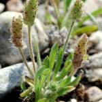 Fotografia 3 da espécie Plantago bellardii do Jardim Botânico UTAD