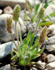 Plantago bellardii