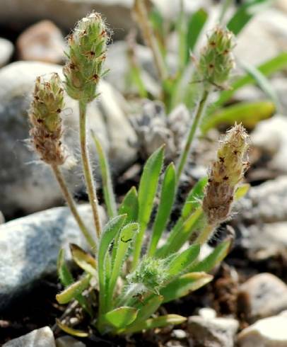 Fotografia de capa Plantago bellardii - do Jardim Botânico