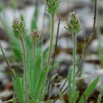 Fotografia 5 da espécie Plantago bellardii do Jardim Botânico UTAD