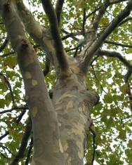 Fotografia da espécie Platanus x acerifolia