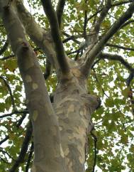 Platanus x acerifolia