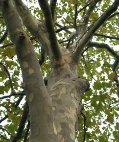 Fotografia da espécie Platanus x acerifolia