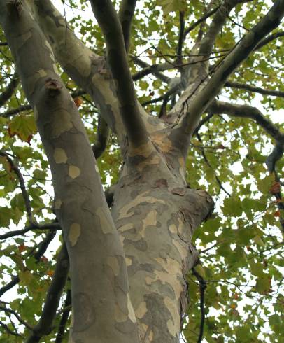 Fotografia de capa Platanus x acerifolia - do Jardim Botânico