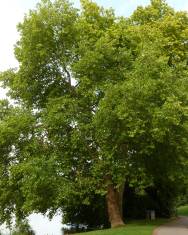 Fotografia da espécie Platanus hispanica