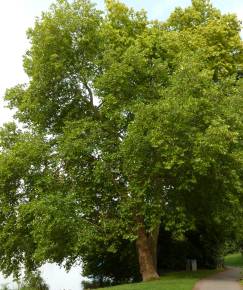 Fotografia da espécie Platanus hispanica