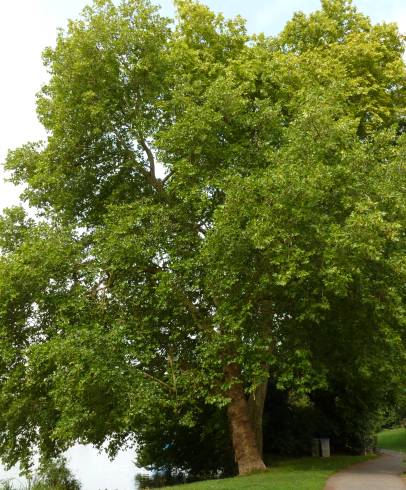 Fotografia de capa Platanus hispanica - do Jardim Botânico