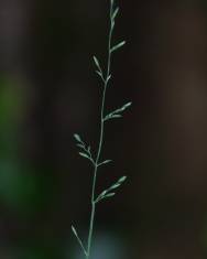 Fotografia da espécie Poa nemoralis