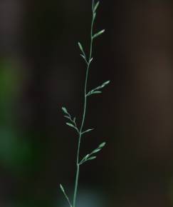 Fotografia da espécie Poa nemoralis