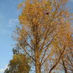 Fotografia 4 da espécie Populus x canadensis do Jardim Botânico UTAD