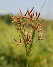 Fotografia da espécie Cyperus rotundus