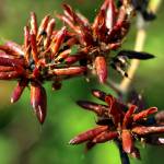 Fotografia 15 da espécie Dorycnium rectum do Jardim Botânico UTAD