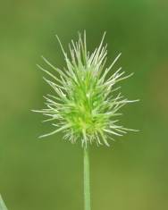 Fotografia da espécie Echinaria capitata