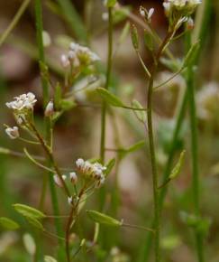 Fotografia da espécie Draba muralis