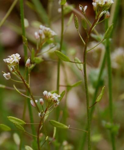 Fotografia de capa Draba muralis - do Jardim Botânico