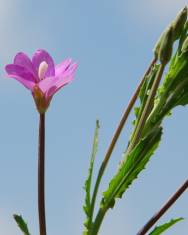 Fotografia da espécie Epilobium tetragonum subesp. tournefortii