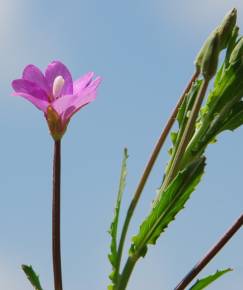 Fotografia da espécie Epilobium tetragonum