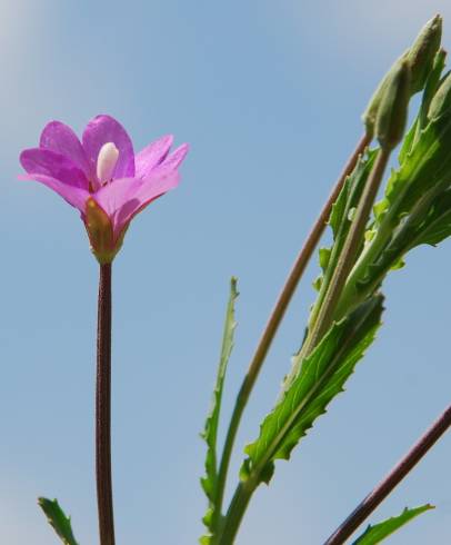 Fotografia de capa Epilobium tetragonum subesp. tournefortii - do Jardim Botânico