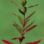 Fotografia 5 da espécie Epilobium tetragonum subesp. tournefortii do Jardim Botânico UTAD