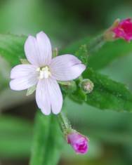 Fotografia da espécie Epilobium parviflorum