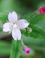 Epilobium parviflorum