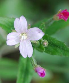 Fotografia da espécie Epilobium parviflorum