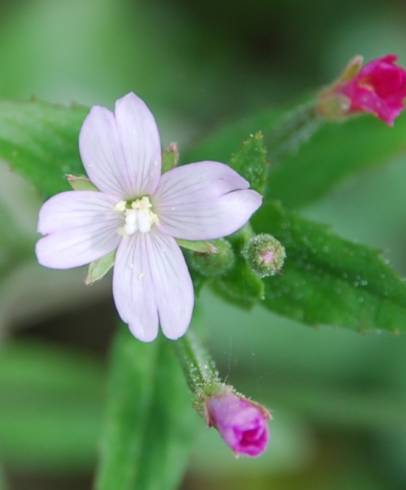 Fotografia de capa Epilobium parviflorum - do Jardim Botânico